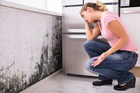 Why You Should Choose Our Mold Remediation Services in Minoa, NY